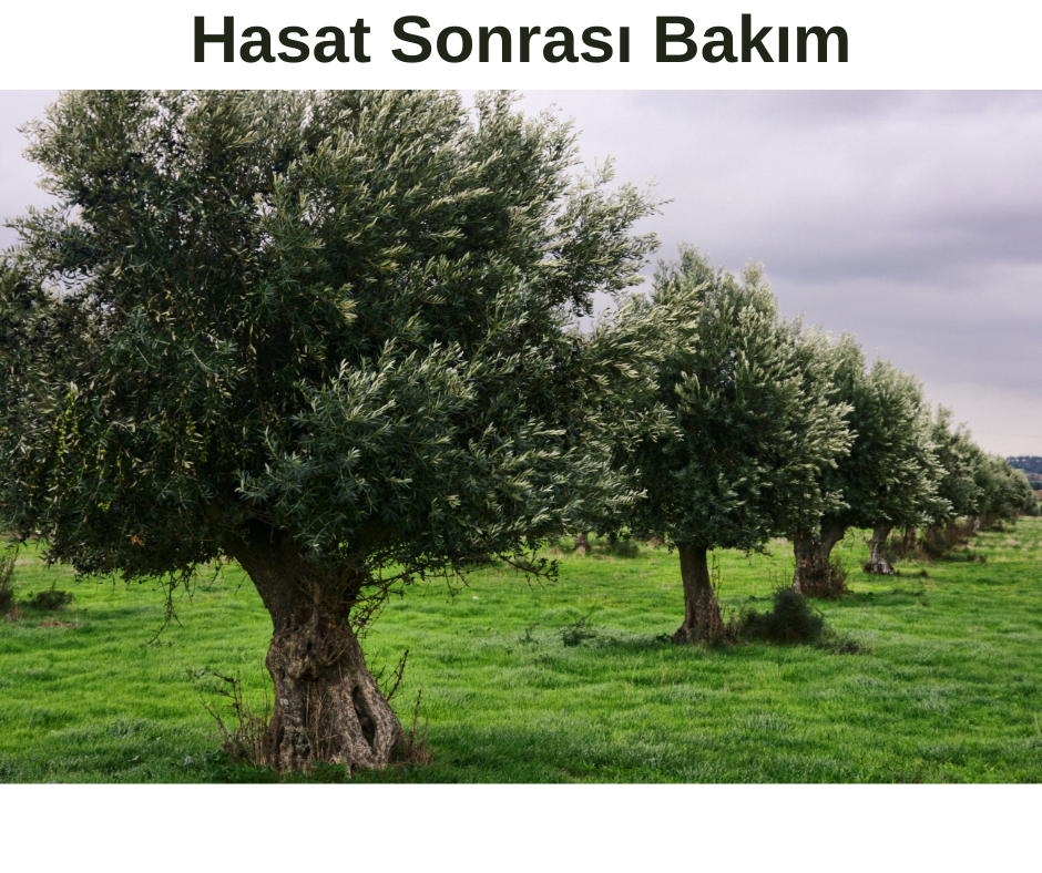 Zeytin Hasadından Sonra Çinko ve Bor Kullanımı